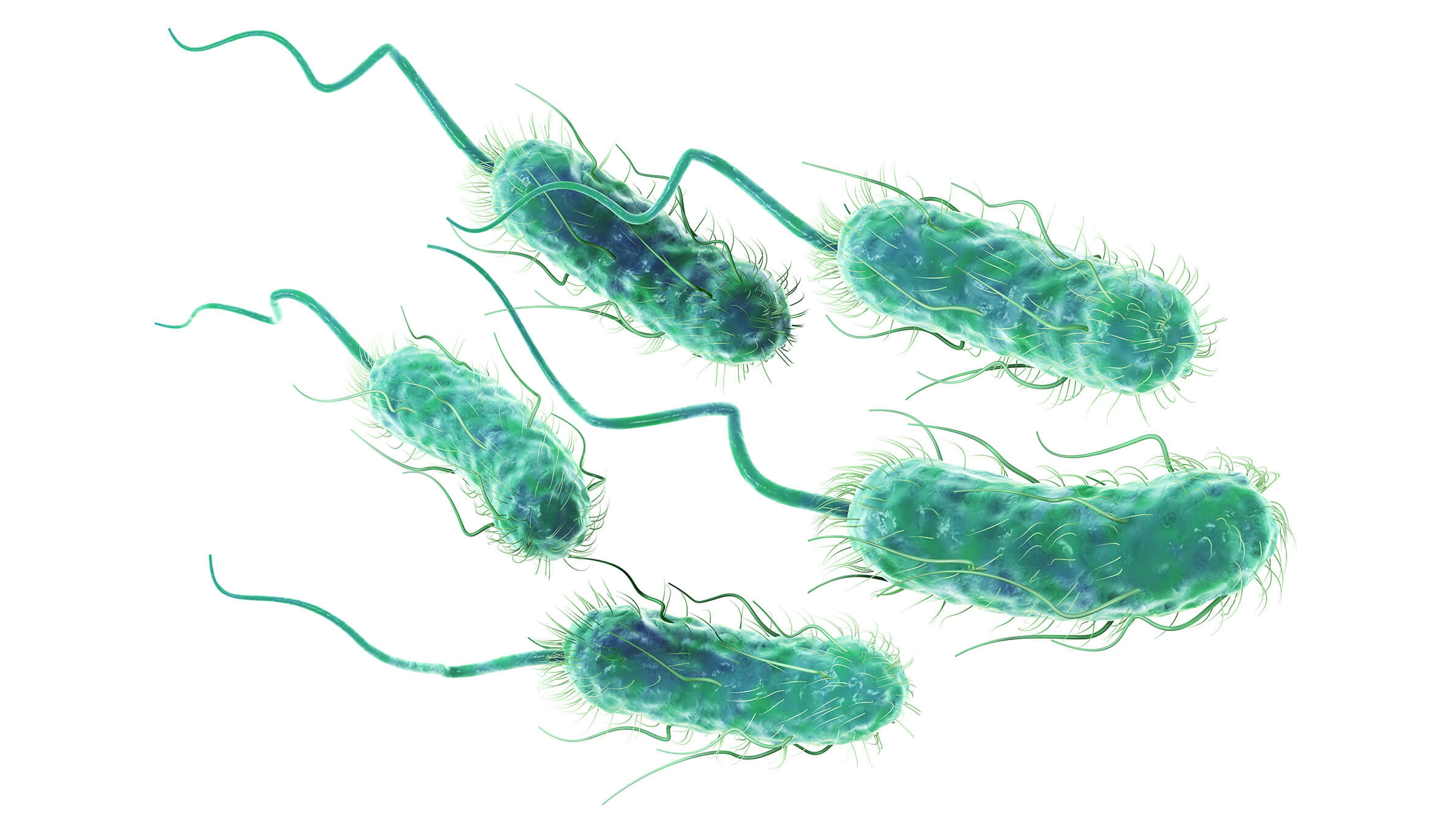 STEC A Worrying Zoonotic Toxin Producing Escherichia Coli From Farm   STEC Escherichia Coli 